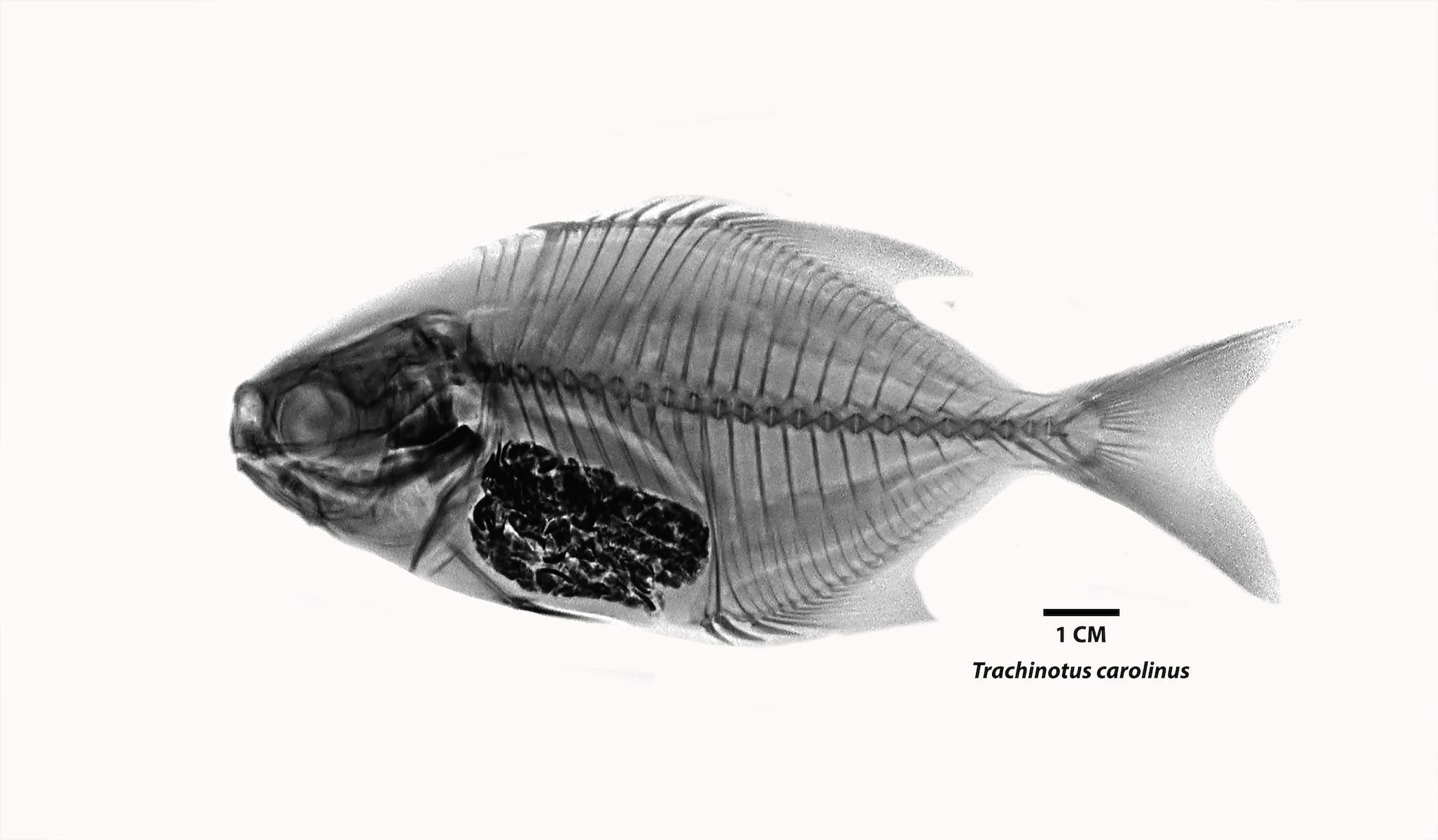 Radiografía especie